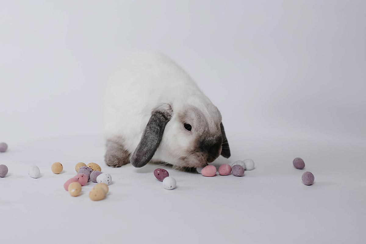 Saben Easter Bunny Hunt